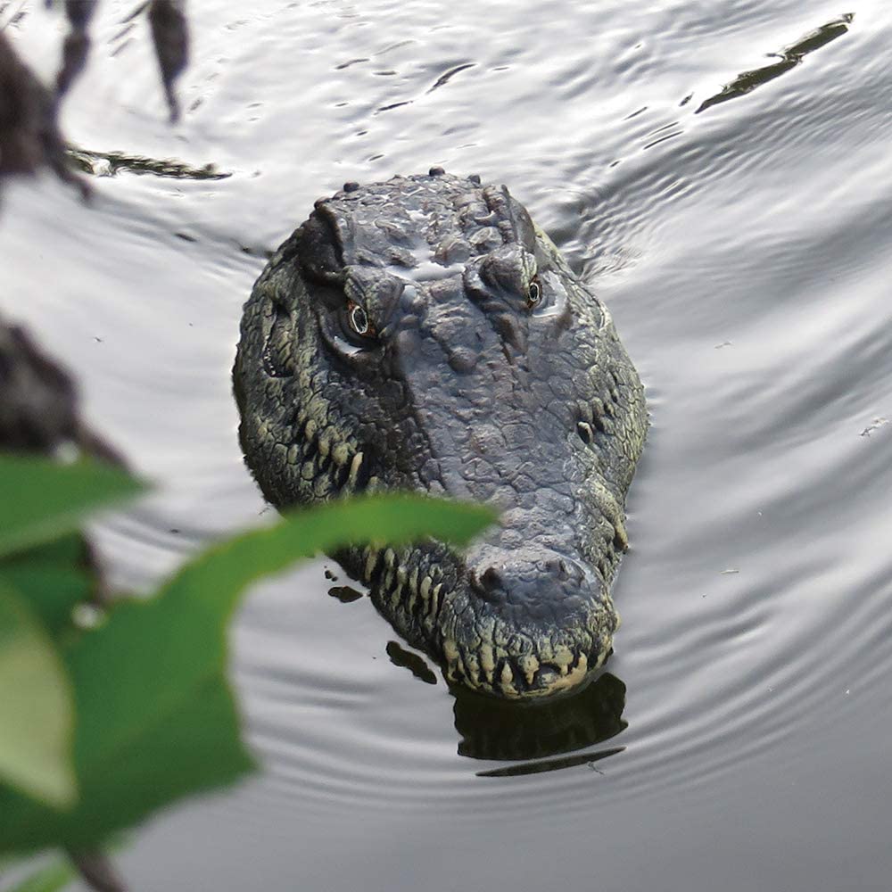Remote Control Alligator Head - #2026 RC Alligator